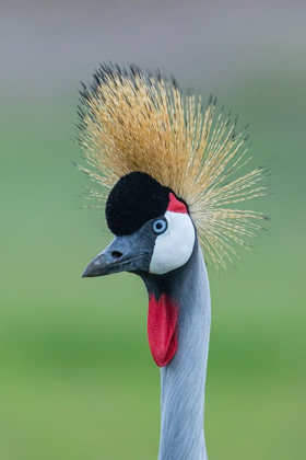 Picture of AFRICA-TANZANIA-NGORONGORO CONSERVATION AREA-GREY CROWNED CRANE