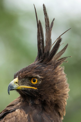 Picture of AFRICA-TANZANIA-NGORONGORO CONSERVATION AREA-LONG- CRESTED EAGLE