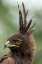 Picture of AFRICA-TANZANIA-NGORONGORO CONSERVATION AREA-LONG- CRESTED EAGLE