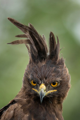 Picture of AFRICA-TANZANIA-NGORONGORO CONSERVATION AREA-LONG- CRESTED EAGLE 
