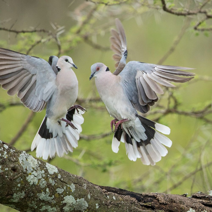 Picture of AFRICA-TANZANIA-NGORONGORO CONSERVATION AREA-AFRICAN MOURNING DOVES 