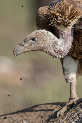 Picture of AFRICA-TANZANIA-NGORONGORO CONSERVATION AREA-WHITE-BACKED VULTURE