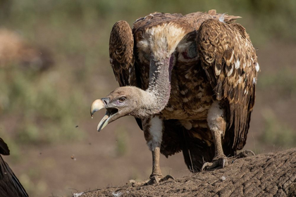 Picture of AFRICA-TANZANIA-NGORONGORO CONSERVATION AREA-WHITE-BACKED VULTURES 