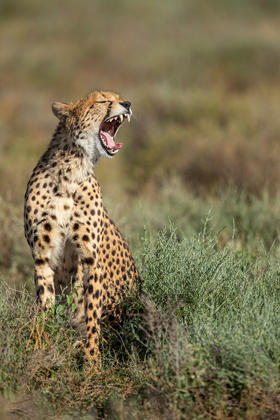 Picture of TANZANIA-NGORONGORO CONSERVATION AREA-ADULT CHEETAH 