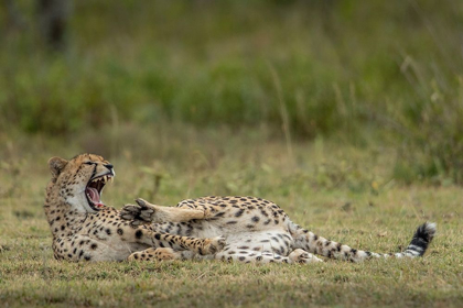 Picture of TANZANIA-NGORONGORO CONSERVATION AREA-ADULT CHEETAH 