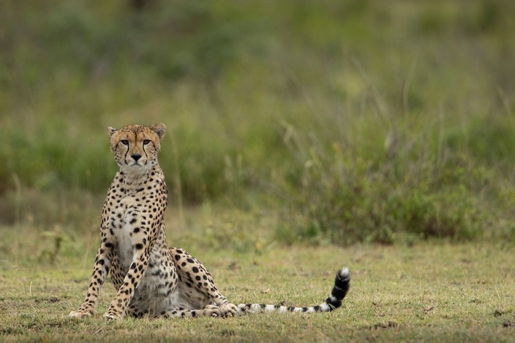 Picture of TANZANIA-NGORONGORO CONSERVATION AREA-ADULT CHEETAH 