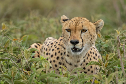 Picture of TANZANIA-NGORONGORO CONSERVATION AREA-ADULT CHEETAH 