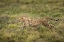 Picture of TANZANIA-NGORONGORO CONSERVATION AREA-ADULT CHEETAH 