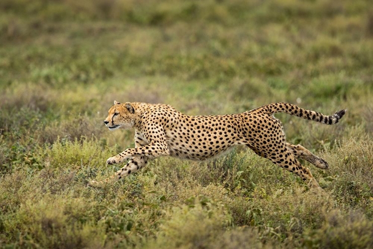 Picture of TANZANIA-NGORONGORO CONSERVATION AREA-ADULT CHEETAH 