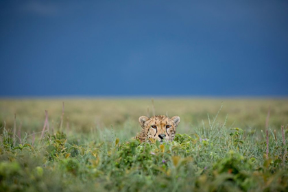 Picture of TANZANIA-NGORONGORO CONSERVATION AREA-ADULT CHEETAH 