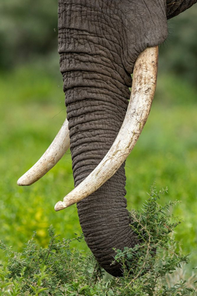 Picture of AFRICA-TANZANIA-NGORONGORO CONSERVATION AREA-CLOSE UP OF LARGE IVORY TUSKS OF BULL ELEPHANT