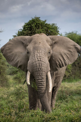 Picture of AFRICA-TANZANIA-NGORONGORO CONSERVATION AREA-BULL ELEPHANT WHILE FEEDING 