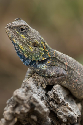 Picture of TANZANIA-NGORONGORO CONSERVATION AREA-NDUTU PLAINS-SMALL ANT WALKS ACROSS HEAD OF AGAMA LIZARD