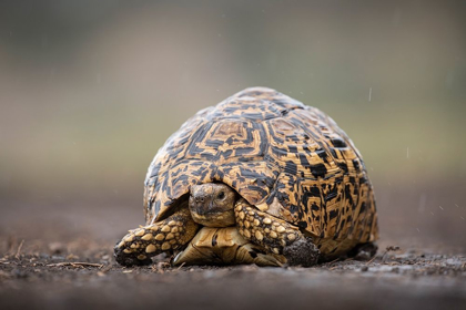 Picture of AFRICA-TANZANIA-NGORONGORO CONSERVATION AREA-LEOPARD TORTOISE 