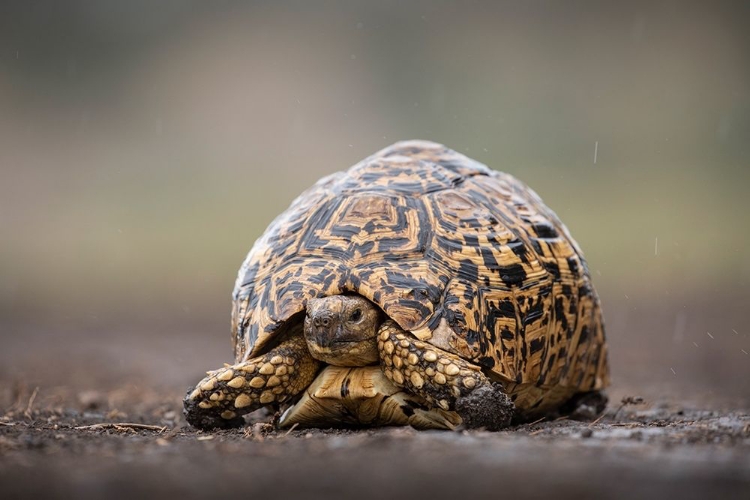 Picture of AFRICA-TANZANIA-NGORONGORO CONSERVATION AREA-LEOPARD TORTOISE 