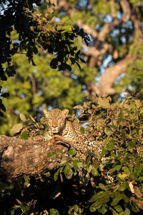 Picture of AFRICA-ZAMBIA-SOUTH LUANGWA NATIONAL PARK MALE AFRICAN LEOPARD 
