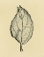 Picture of LEAF ON BEIGE BACKGROUND