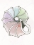 Picture of MULTICOLOURED SEA SHELL