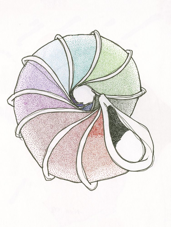 Picture of MULTICOLOURED SEA SHELL