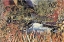 Picture of MAGIC POND I