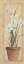 Picture of POTTED LILY