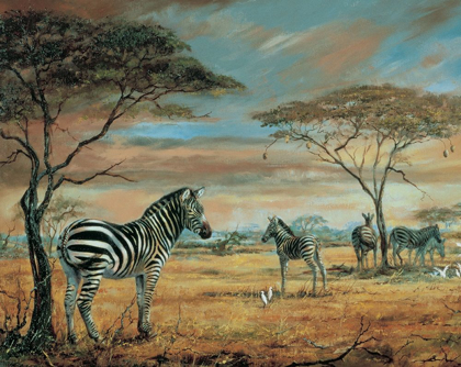 Picture of SAVANNE ZEBRAS