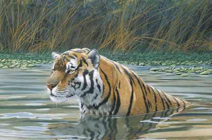 Picture of BENGAL TIGER