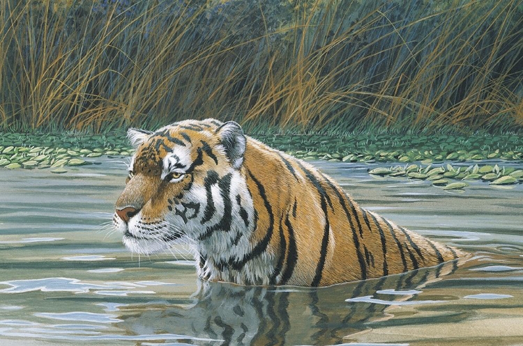 Picture of BENGAL TIGER