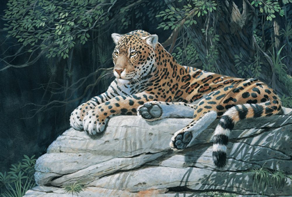 Picture of JAGUAR