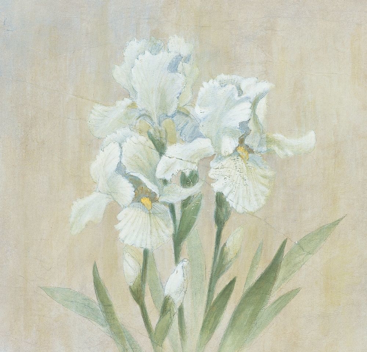 Picture of WHITE GLADIOLA