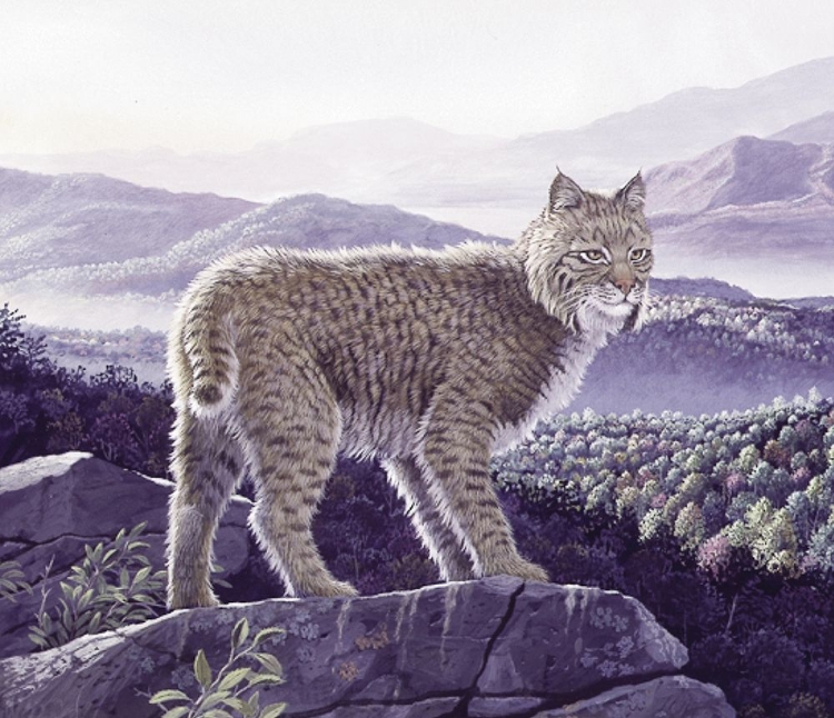 Picture of BOBCAT