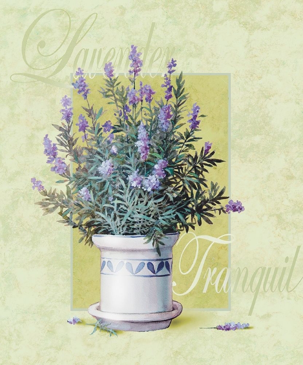 Picture of LAVENDAR