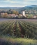 Picture of VINEYARDS II