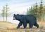 Picture of BLACK BEAR