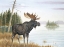 Picture of MISTY MOOSE
