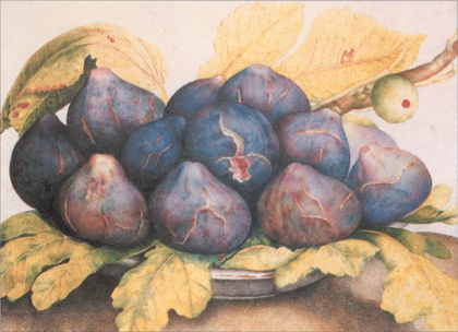 Picture of FIGS