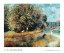 Picture of CHESTNUT TREE