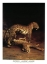 Picture of TWP LEOPARDS