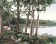 Picture of LAKE AND TREES