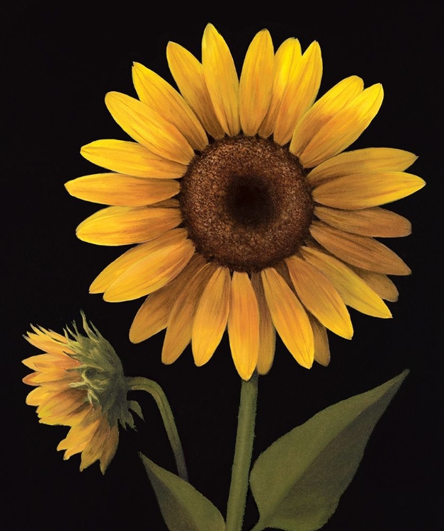 Picture of SUNFLOWER II