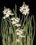 Picture of LILY II