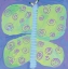 Picture of BUTTERFLY