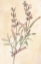 Picture of SAGE
