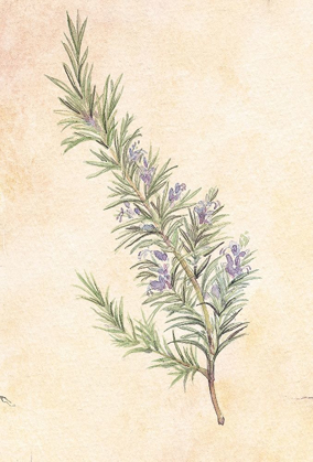 Picture of ROSEMARY