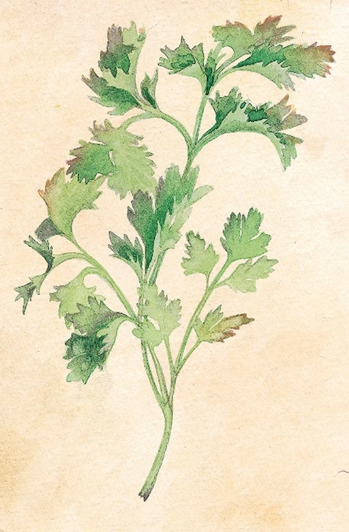 Picture of PARSLEY