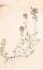 Picture of THYME