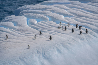 Picture of ANTARCTICA-SOUTH GEORGIA ISLAND-COOPERS BAY PENGUINS ON ICEBERG 