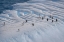 Picture of ANTARCTICA-SOUTH GEORGIA ISLAND-COOPERS BAY PENGUINS ON ICEBERG 