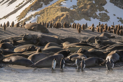 Picture of ANTARCTICA-SOUTH GEORGIA ISLAND-GOLD HARBOR KING PENGUINS AND ELEPHANT SEALS 