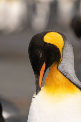 Picture of ANTARCTICA-SOUTH GEORGIA ISLAND-RIGHT WHALE BAY KING PENGUIN PREENING 